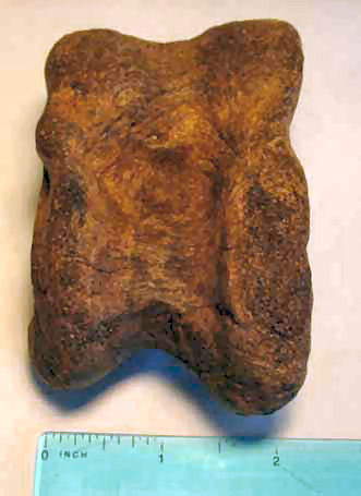image for identification of Bison Astragalus