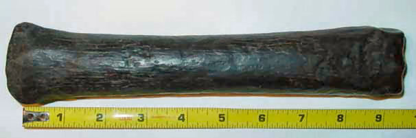second image for identification of Horse Cannon Bone
