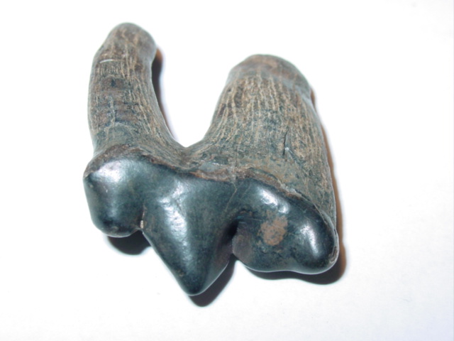 view of jaguar upper premolar