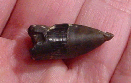 image for identification of Alligator cheek tooth