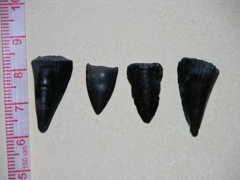 Image of barracuda teeth