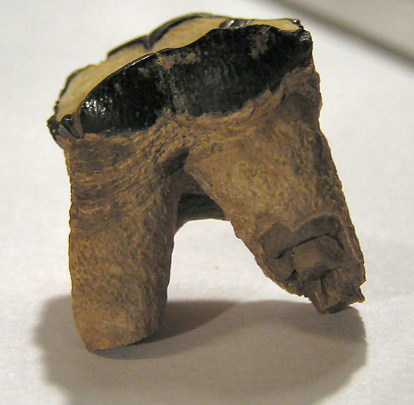 lateral view of dugong tooth