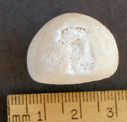 lateral view of Eocene Echinoid Cassidulus