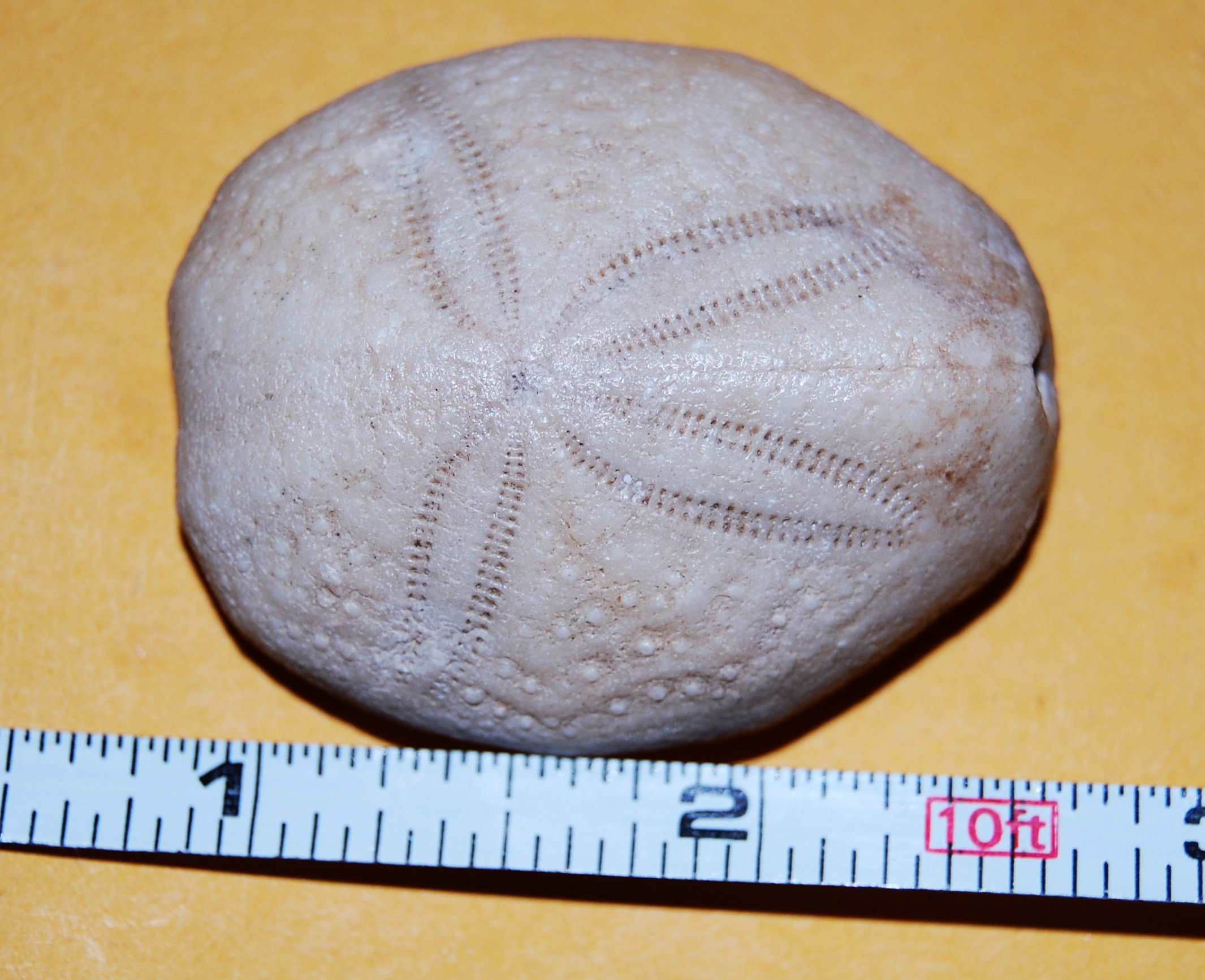 Ventral view of Eupatagus antillarum